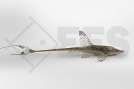 060880_Sturisomatichthys-leightoni_Zwergstoerwels_01