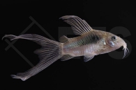 060884_Corydoras_Osteogaster-aeneus_Metall-Panzerwels_longfin_02