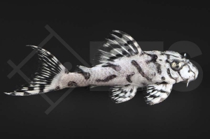 060887_Wels-L--236-Hypancistrus-spec_Schmucklinienharnischwels_01