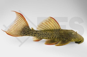 060889_Wels-L--24-Pseudacanthicus-pitanga_Orangeflossen-Kaktuswels_01