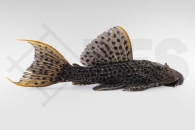 060893_L160_Pseudoacanthosis-spinosus_Punktierter-Kaktuswels_01