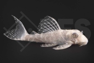 060897_Wels-L--333-Hypancistrus-spec_Koenigstiger-Harnischwels-albino_01