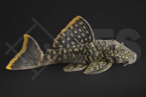 060903_Wels-L--106-Guyanancistrus-guahiborum_Orinoko-Guyanaharnischwels_01