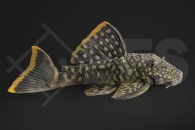 060903_Wels-L--106-Guyanancistrus-guahiborum_Orinoko-Guyanaharnischwels_01