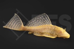 060910_Wels-L-165-Pterygoplichthys-gibbiceps_Wabenschilderwels-albino_01