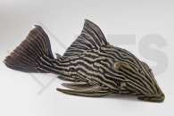 060916_Wels-L--27-Panaque-armbrusteri_Streifenharnischwels_01