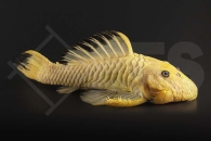 060919_Wels-L--56-Parancistrus-aurantiacus_Goldstachel-Breitkopfharnischwels-yellow_01