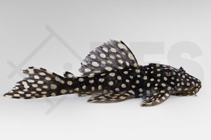 060922_L29_Leporacanthicus-galaxias_Milchstrassen-Ruesselzahnwels_02