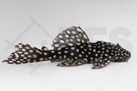 060922_L29_Leporacanthicus-galaxias_Milchstrassen-Ruesselzahnwels_02