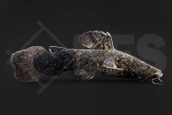 060929_Cephalosilurus-apurensis_01