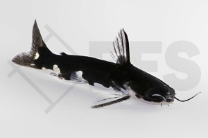 060933_Tatia-musaica_Ninja-Wels_01