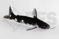 060933_Tatia-musaica_Ninja-Wels_01