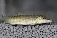 070002_Botia-helodes_Tigerschmerle_01