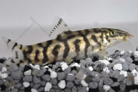 070003_Botia-lohachata_Netzschmerle_01