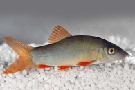 070006_Botia-modesta_Rotflossenschmerle_01
