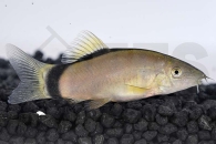 070007_Botia-morleti_Mausschmerle_01