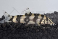 070008_Botia-rostrata_Leiterschmerle_01