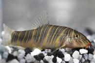 070009_Botia-striata_Zebraschmerle_01