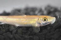 070011_Gyrinocheilus-aymonieri_Siamesische-Saugschmerle-gold_01