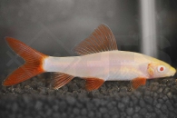 070014_Epalzeorhynchus-frenatus_Albino-Fransenlipper_01