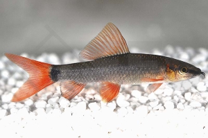 070015_Epalzeorhynchus-frenatus_Gruener-Fransenlipper_01