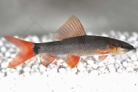 070015_Epalzeorhynchus-frenatus_Gruener-Fransenlipper_01