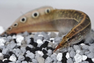 070016_Macrognathus-aculeatus_Augenfleckstachelaal-red-fin_01